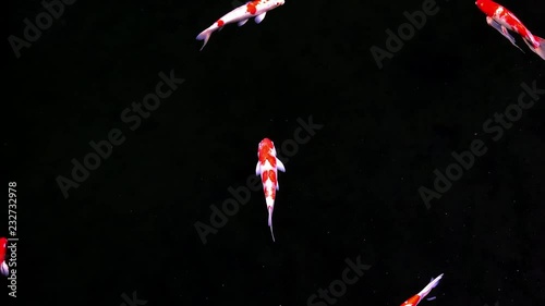 Animals Koi, Fancy carps fish are swimming in water