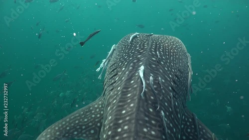 Whale shark (Rhincodon typus) 