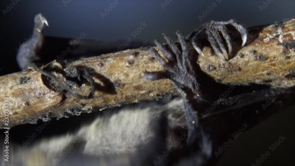 Young Baby Bat clings on a twig upside down Young Baby Bat clings on a twig upside down
