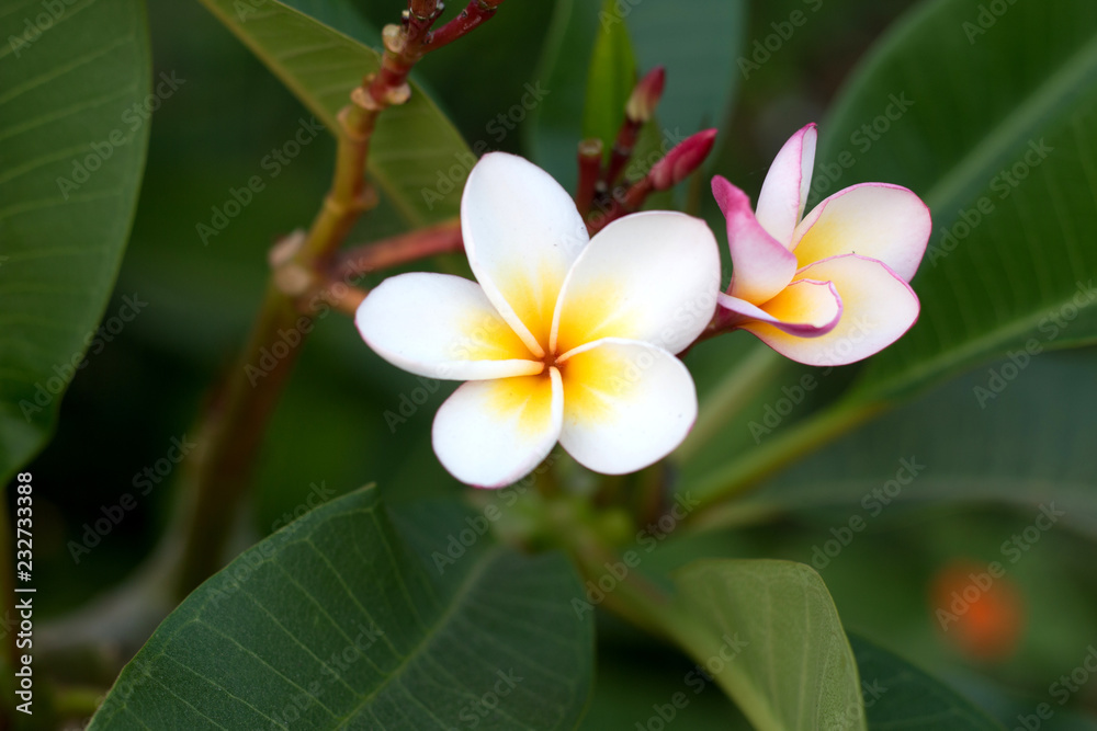 Fototapeta premium frangipani flower