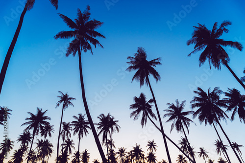Silhouette coconut palm trees with sunset.