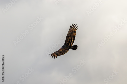 Turkey Vulture