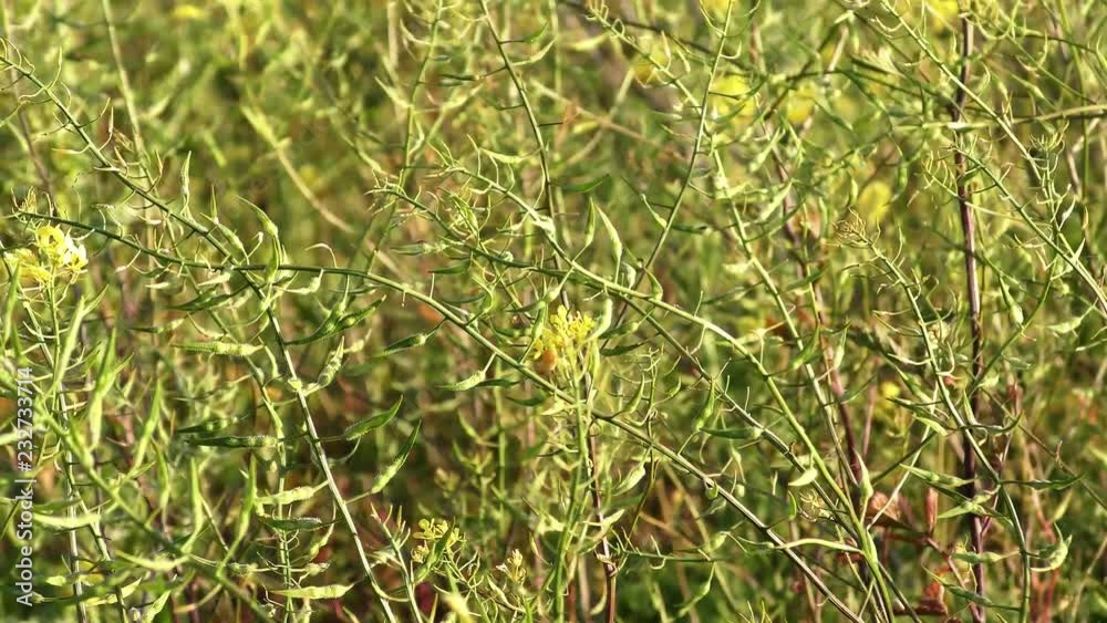 Hoary Mustard, Hirschfeldia incana, Cruciferae / Brassicaceae Hoary Mustard, Hirschfeldia incana, Cruciferae / Brassicaceae