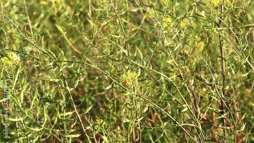 Hoary Mustard, Hirschfeldia incana, Cruciferae / Brassicaceae photo