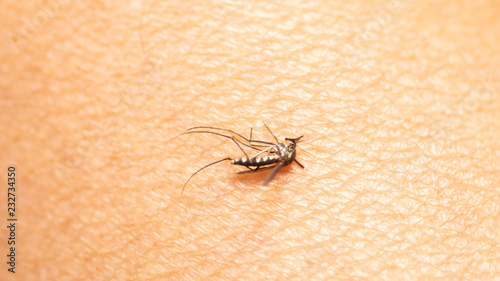 dead mosquito on the human skin © wathana