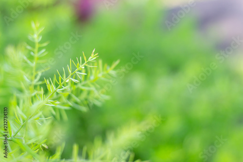 Close up small green leaves and blur green background