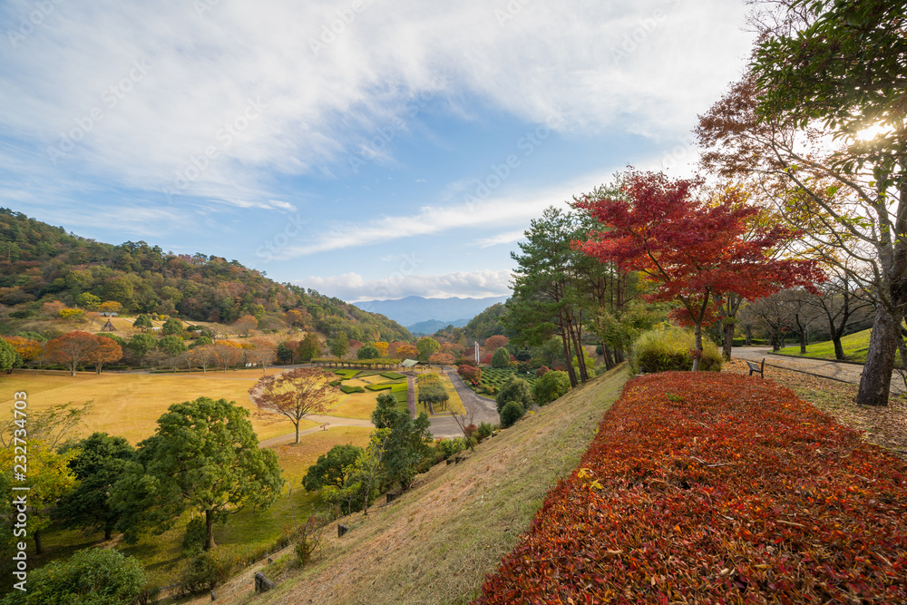 Naklejka premium 紅葉 徳島県立神山森林公園イルローザの森