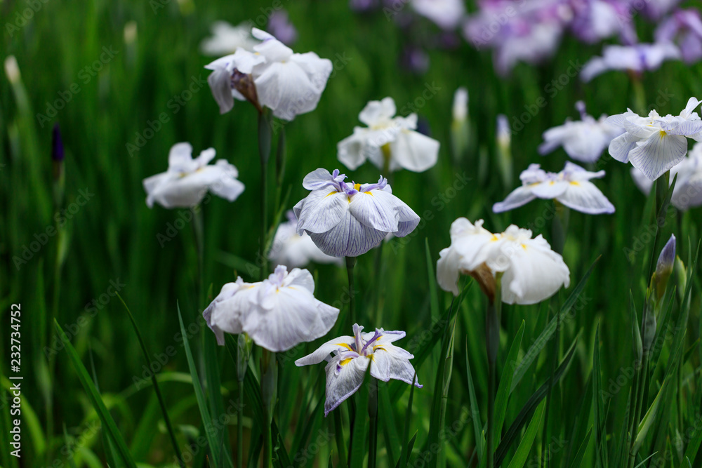 Fototapeta premium The irises blooming in Tokyo, Shobuda