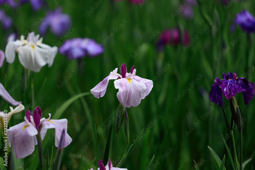 The irises blooming in Tokyo, Shobuda