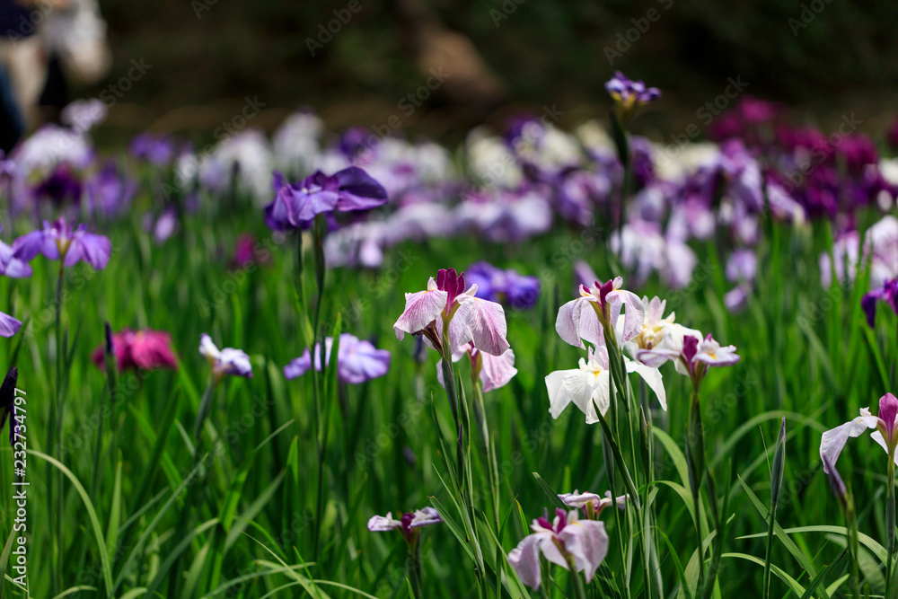The irises blooming in Tokyo, Shobuda The irises blooming in Tokyo, Shobuda