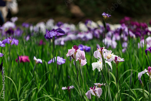 The irises blooming in Tokyo  Shobuda