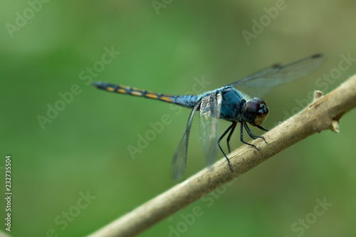 Close up of Blue dragonfly photo