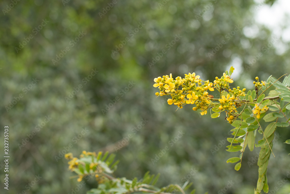 Cassod tree, Thai copper pod (Senna siamea (Lam.) Cassod tree, Thai copper pod (Senna siamea (Lam.)