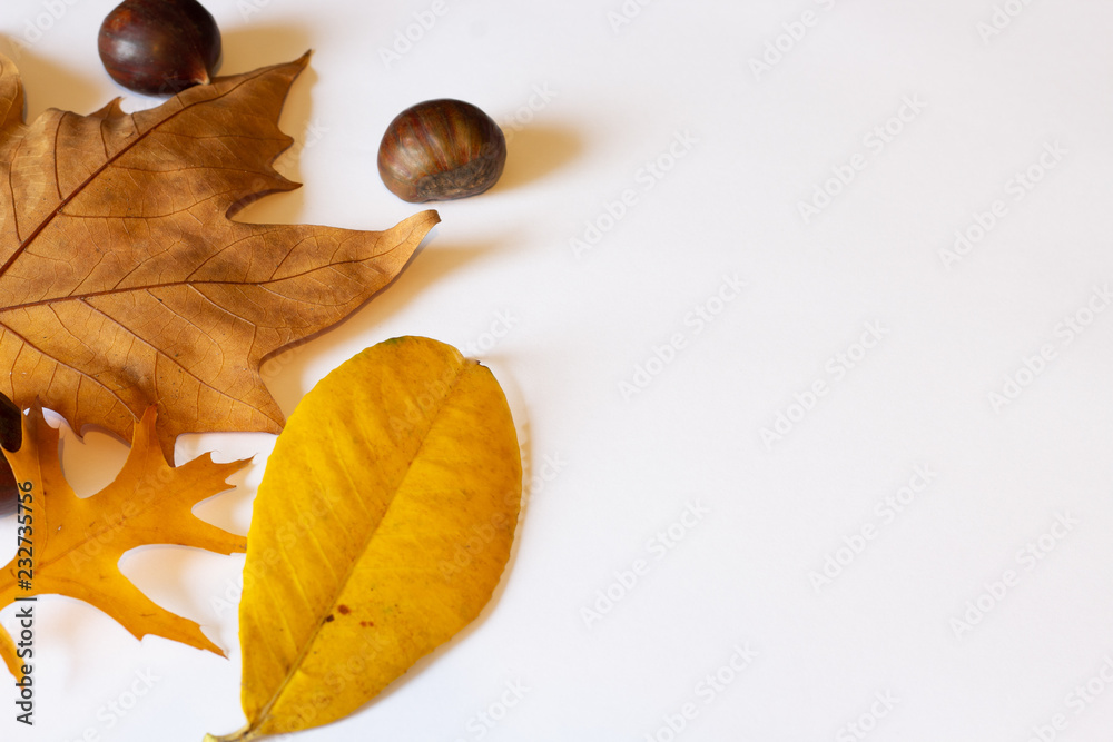 autumn leaves on white background autumn leaves on white background