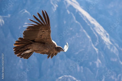 Andean condor