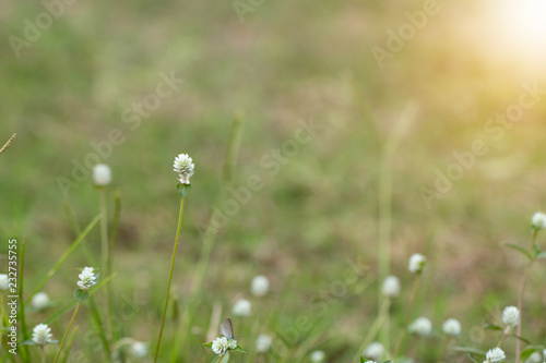 Close up of white meadow flowers in field or grass flower