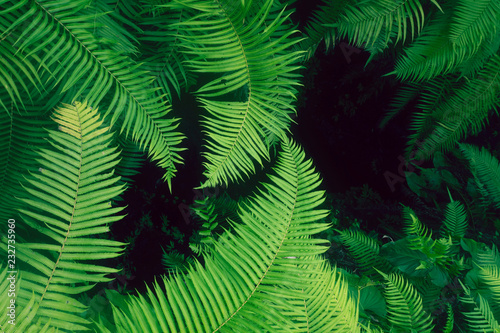 Fototapeta Naklejka Na Ścianę i Meble -  Background Variety of green ferns