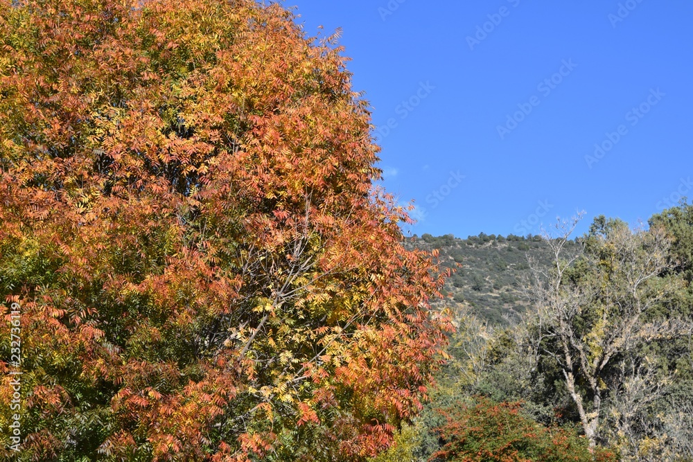 Tree leaves changing color in autumn