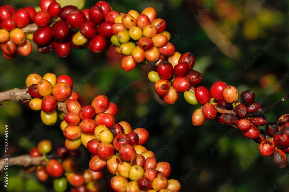 Coffee been on tree in cafe plantation Coffee been on tree in cafe plantation
