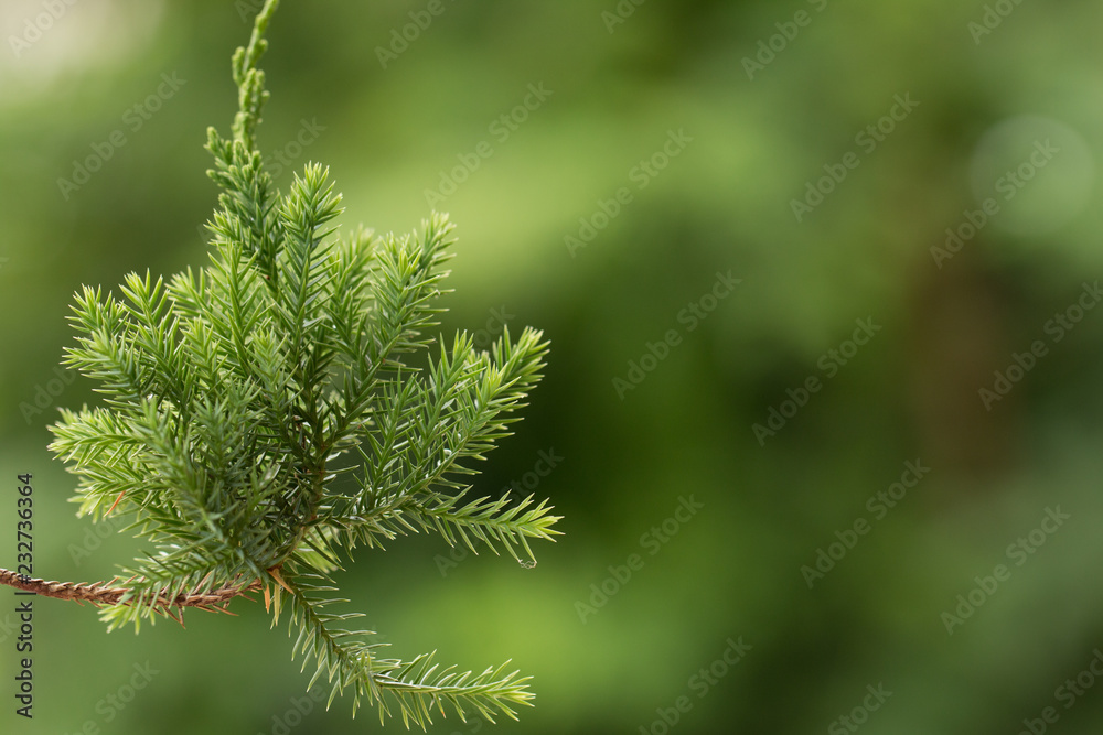 Pine tree, Evergreen juniper background. Christmas and Winter wallpaper Pine tree, Evergreen juniper background. Christmas and Winter wallpaper