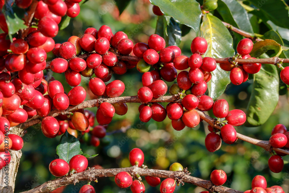 Coffee been on tree in cafe plantation Coffee been on tree in cafe plantation