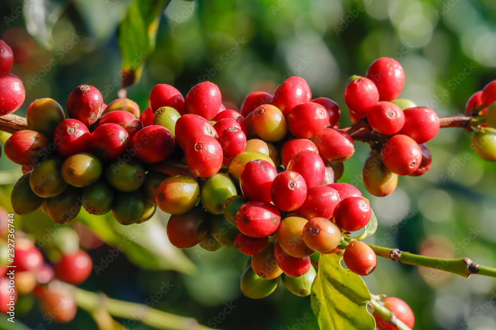 Coffee been on tree in cafe plantation Coffee been on tree in cafe plantation