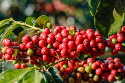 Coffee been on tree in cafe plantation