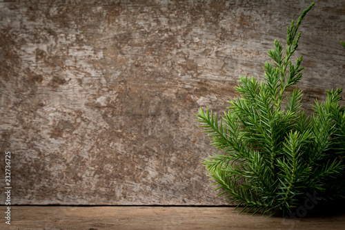 Branches arborvitae, Juniper branches on wood Christmas background
