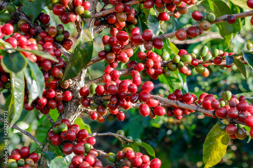 Coffee been on tree in cafe plantation