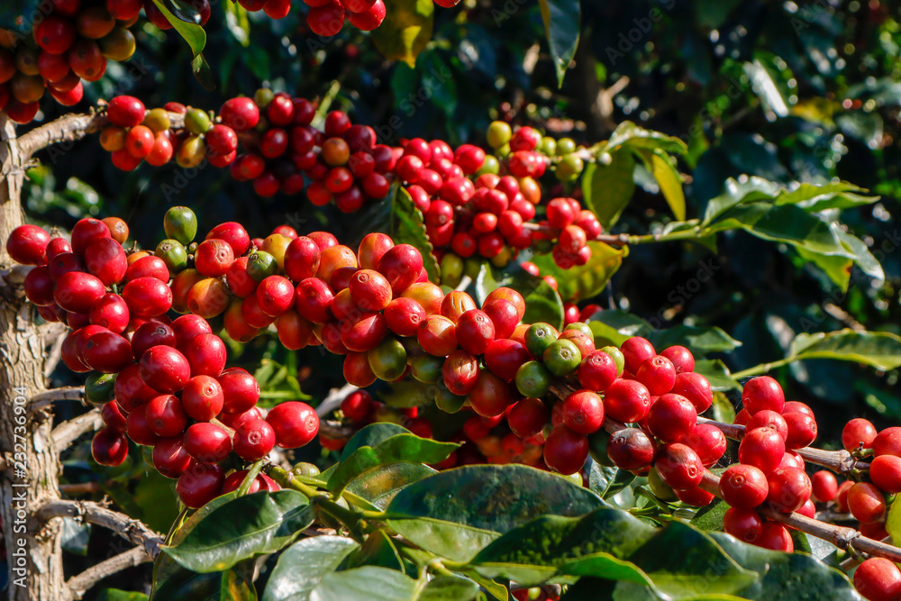 Coffee been on tree in cafe plantation Coffee been on tree in cafe plantation