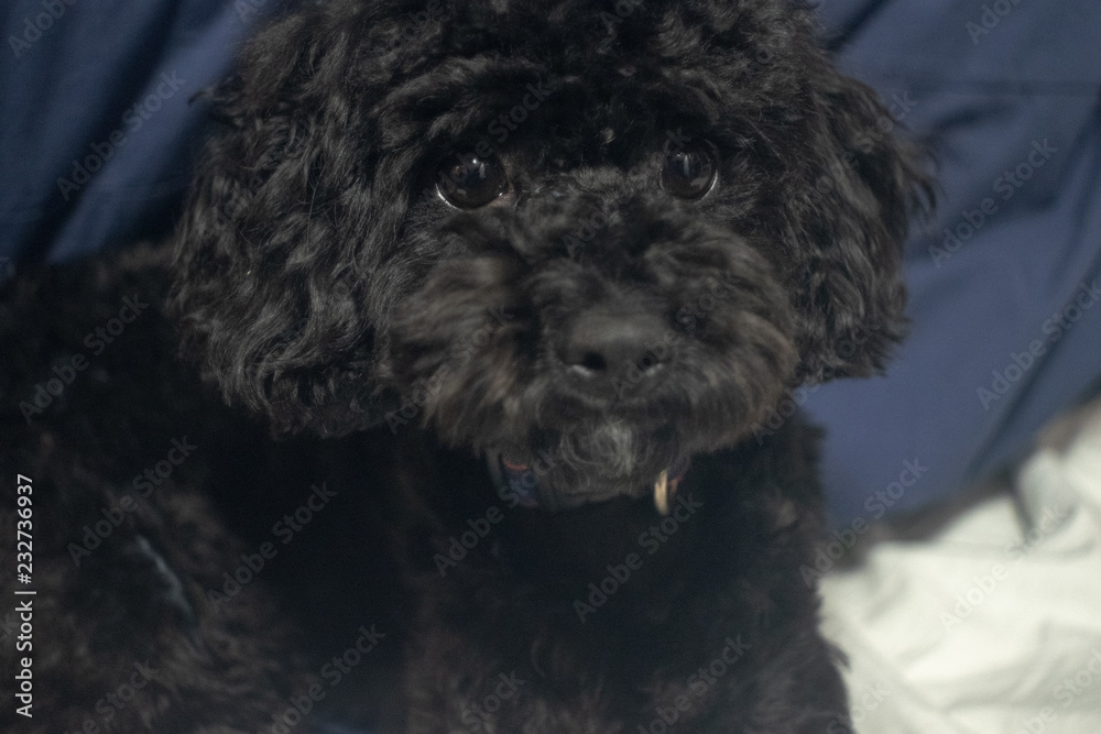 ミックス犬 プードル✖️シーズー ミックス犬 プードル✖️シーズー
