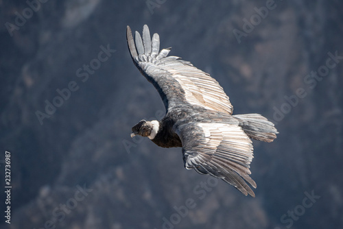 Andean condor