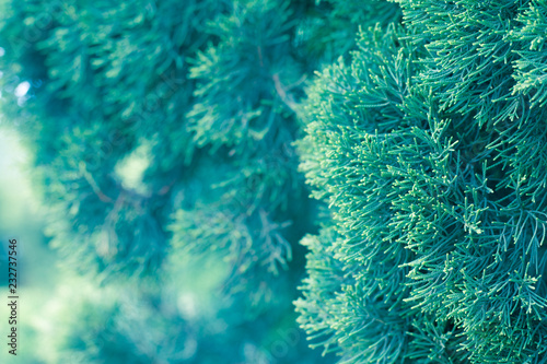 Pine tree, Evergreen juniper background. Christmas and Winter wallpaper