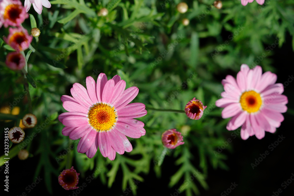 Obraz premium Pink daisy in sunlight