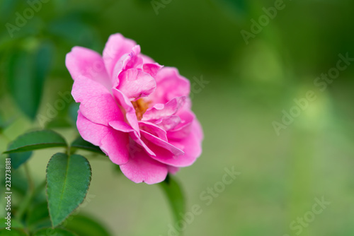 Pink rose
