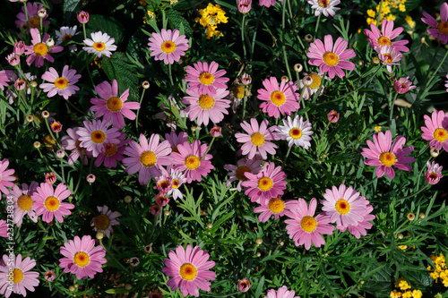 Pink daisy in sunlight