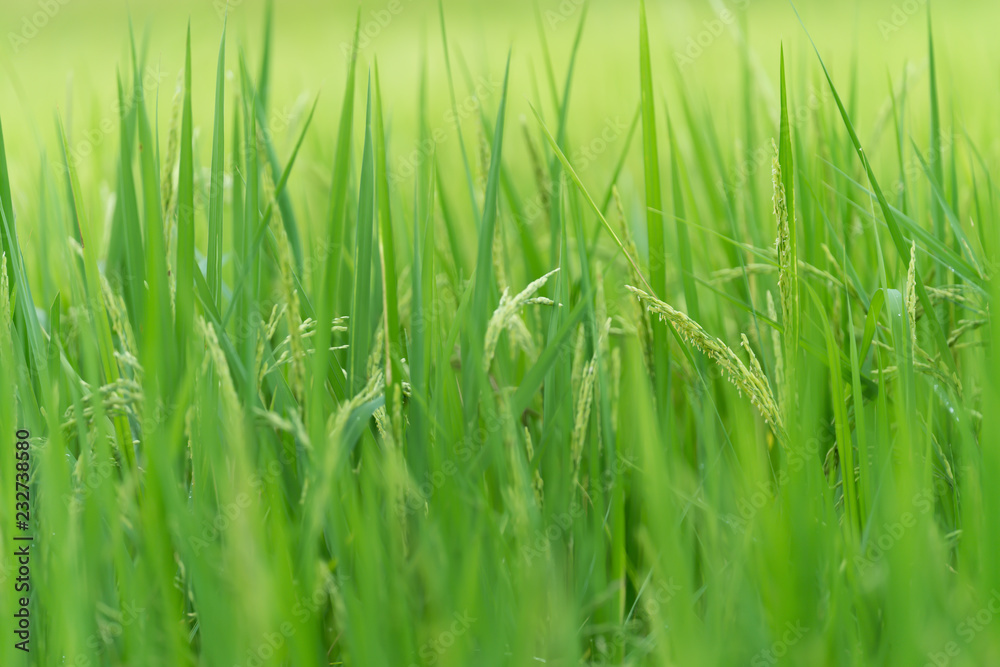 Rice field