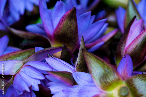 Purple Lotus flowers