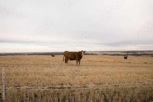 Cow in a  farm