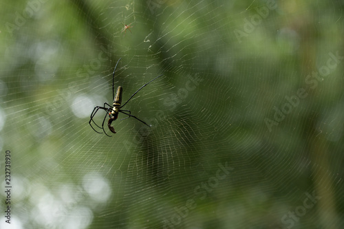  A spider on green blurred background