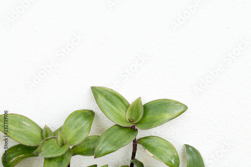 RIVER SPIDERWORT-SMALL LEAF SPIDERWORT in the garden