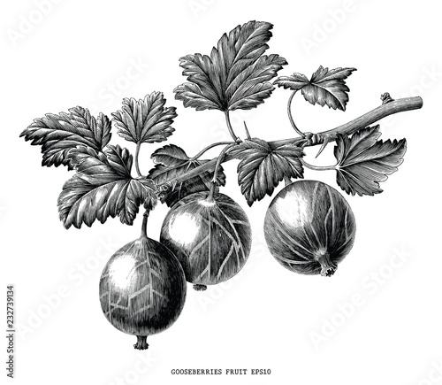 Gooseberries fruit plant botanical vintage engraving illustration isolated on white background