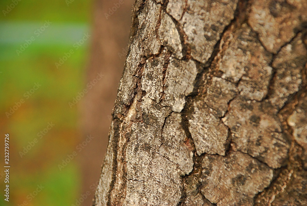 Tree bark skin, weathered old aging, crack and line, lichen and mold. Tree bark skin, weathered old aging, crack and line, lichen and mold.