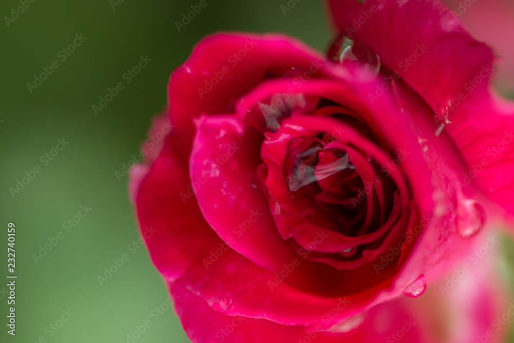 Red roses on branch Red roses on branch