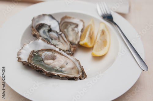 oysters on a white plate