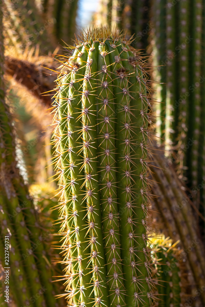 Close up on a Prickly Cactus in the Desert Close up on a Prickly Cactus in the Desert