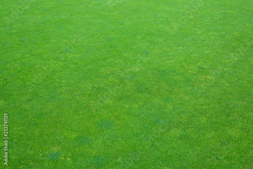 golf course field texture