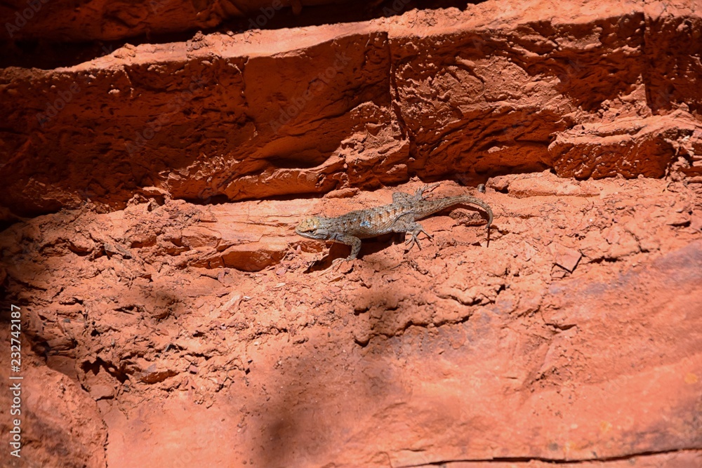 Obraz premium Western fence lizard (Sceloporus occidentalis) which belongs in the order Squamata (snakes and lizards) and the suborder Iguania basking in the sun on a rock detailed close up macro in red cliffs dese