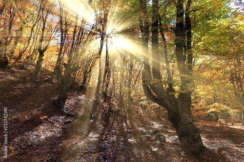 Fototapeta Naklejka Na Ścianę i Meble -  Autumn in the beech forest