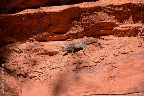 Western fence lizard (Sceloporus occidentalis) which belongs in the order Squamata (snakes and lizards) and the suborder Iguania basking in the sun on a rock detailed close up macro in red cliffs dese photo